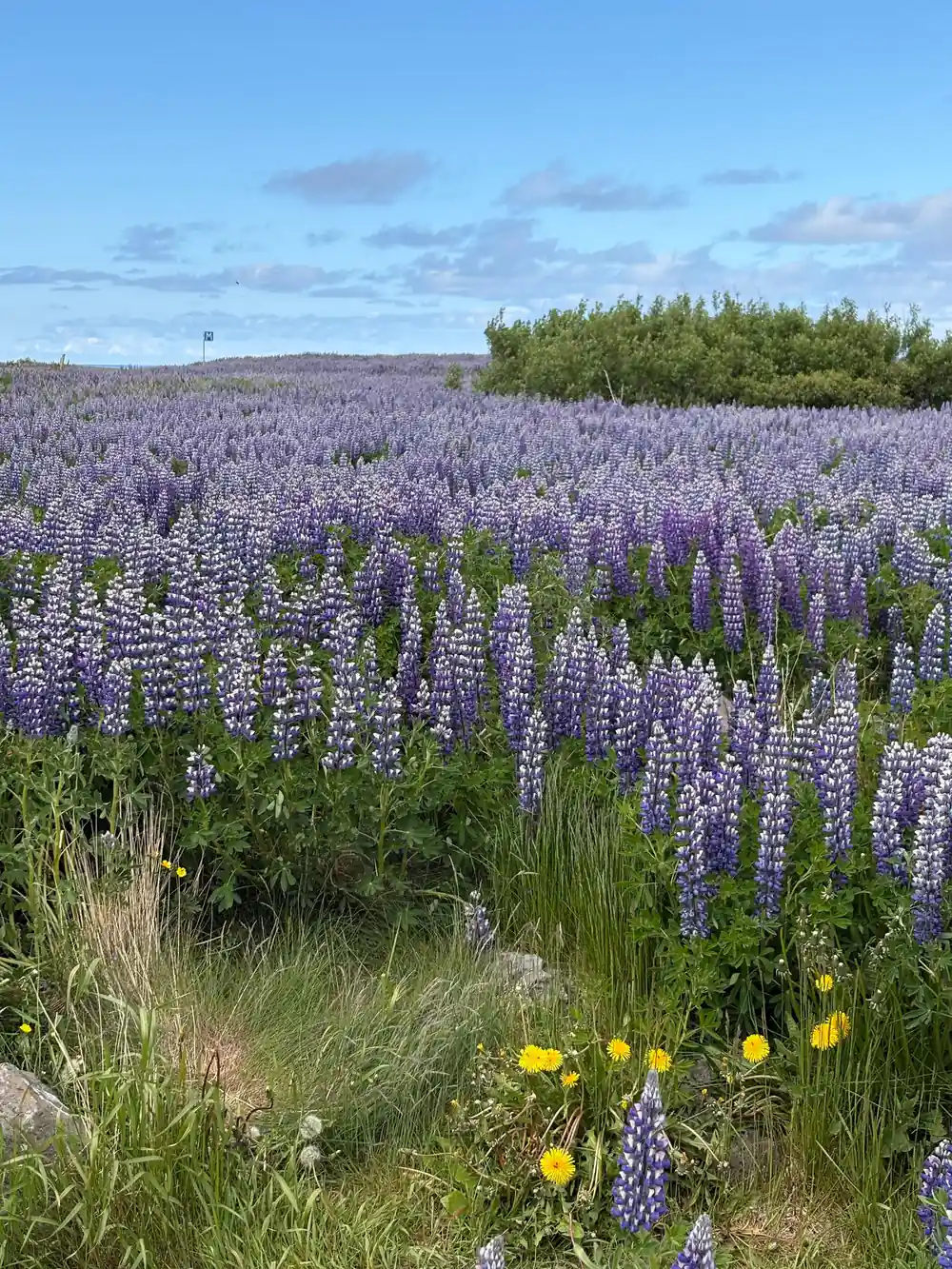 Field of purple lupine flowers with distant forest