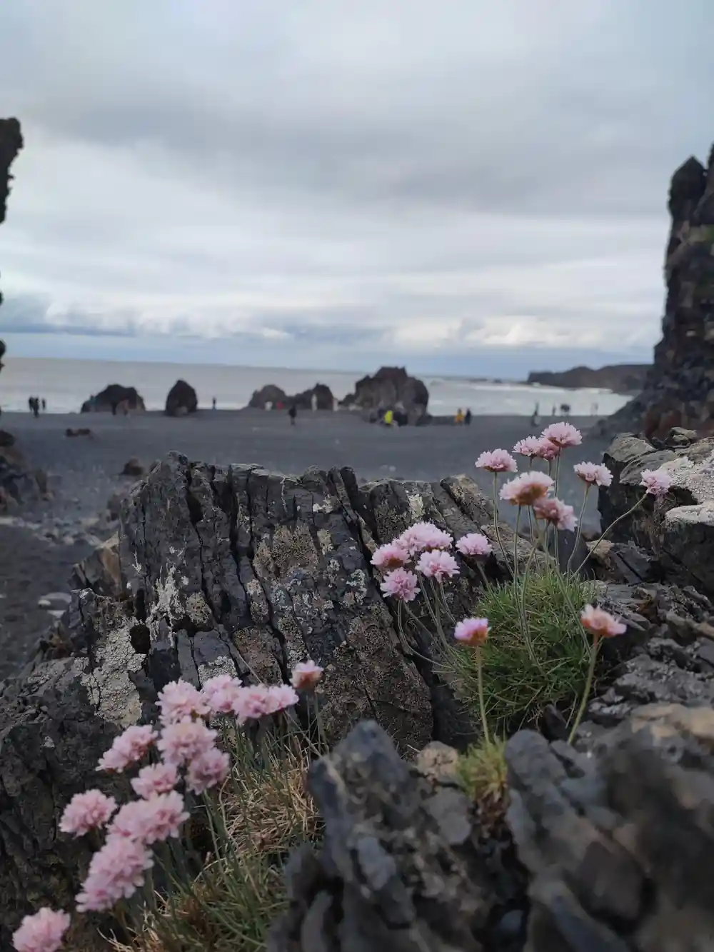 Pink flowers on rocky foreground with distant rock stacks