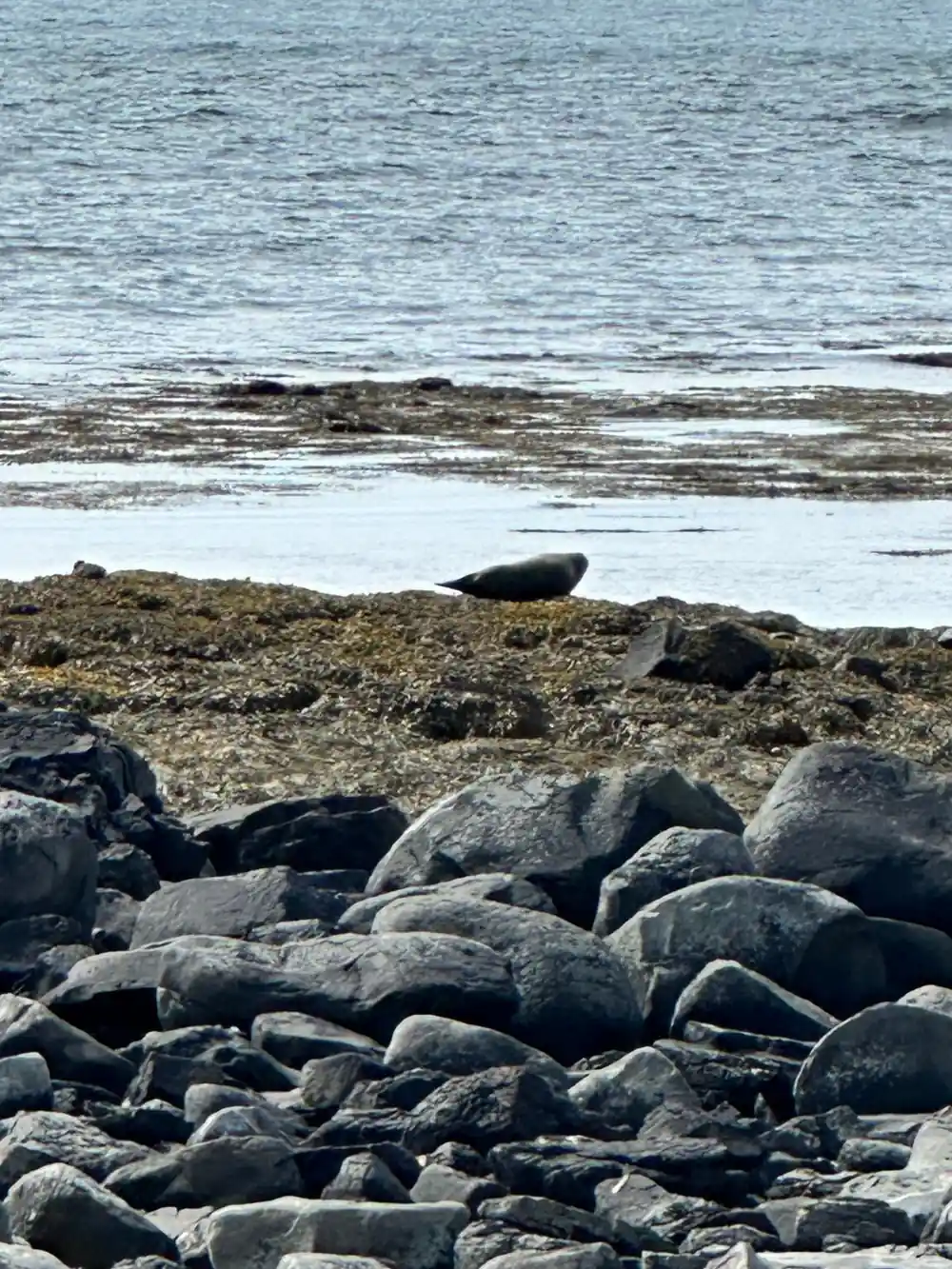 Rocky beach with moss-covered boulders and calm sea