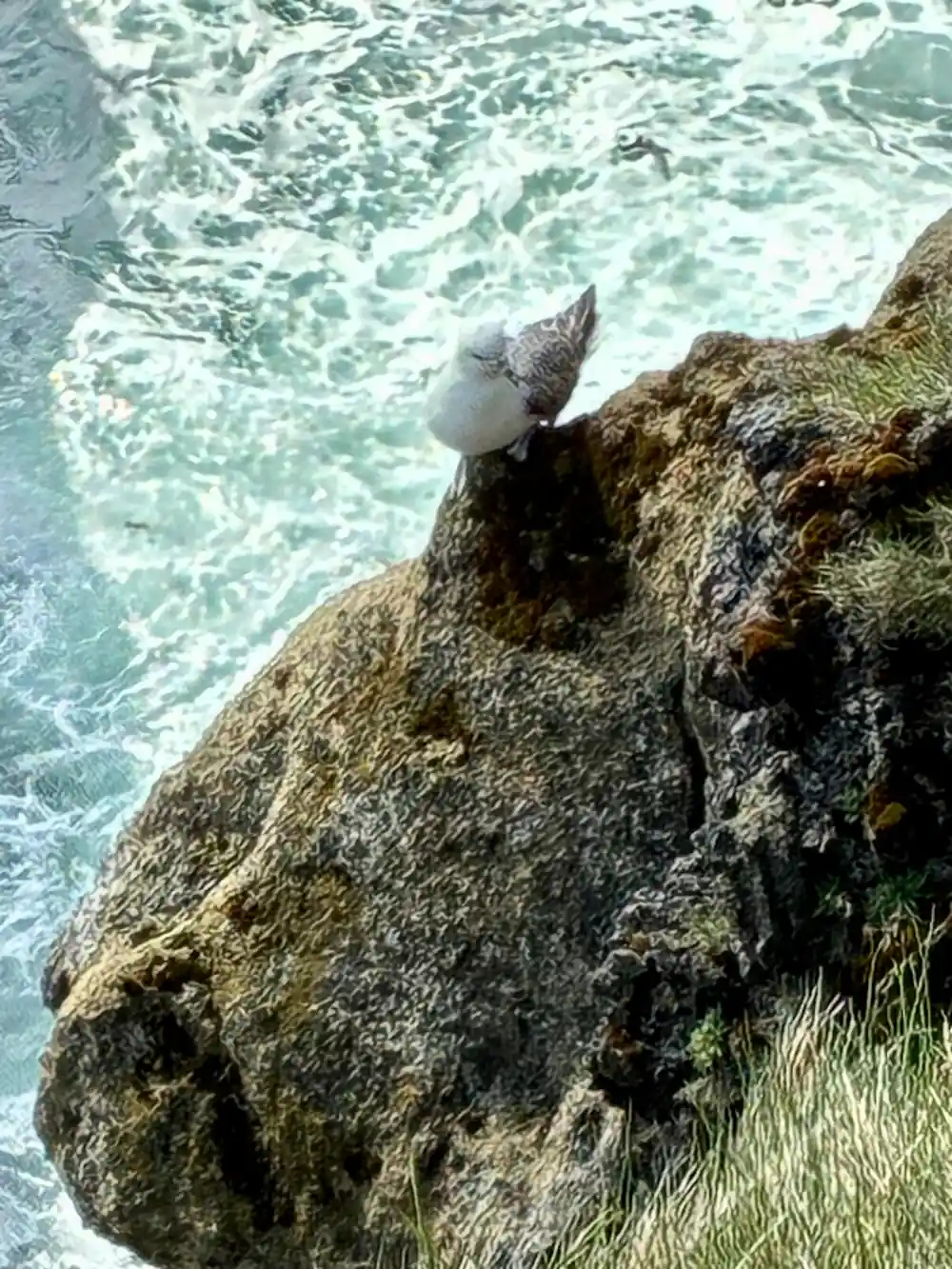 Seal resting on moss-covered coastal rock with waves