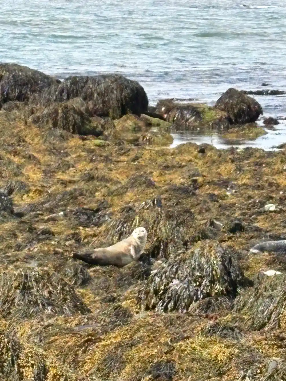 Seal resting on moss-covered rocks by seashore