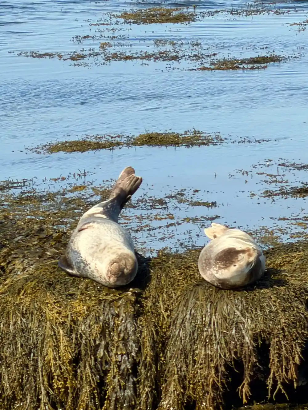 Two seals on seaweed-covered rocks in shallow water