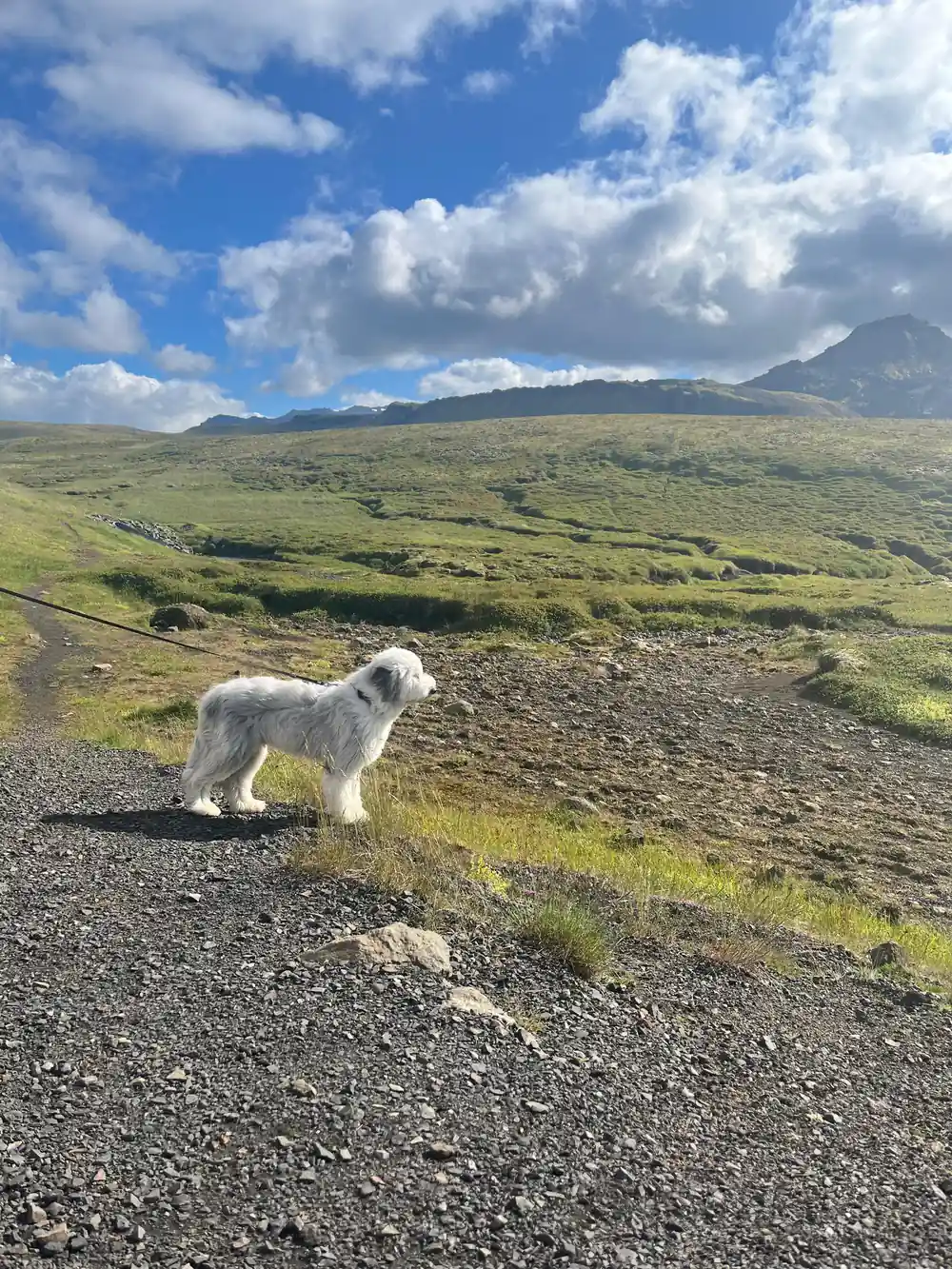White dog standing on gravel road with mountains